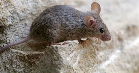 mice meaning.